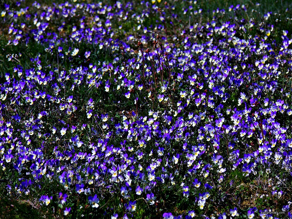 Wallpaper - Skrivbordsunderlägg