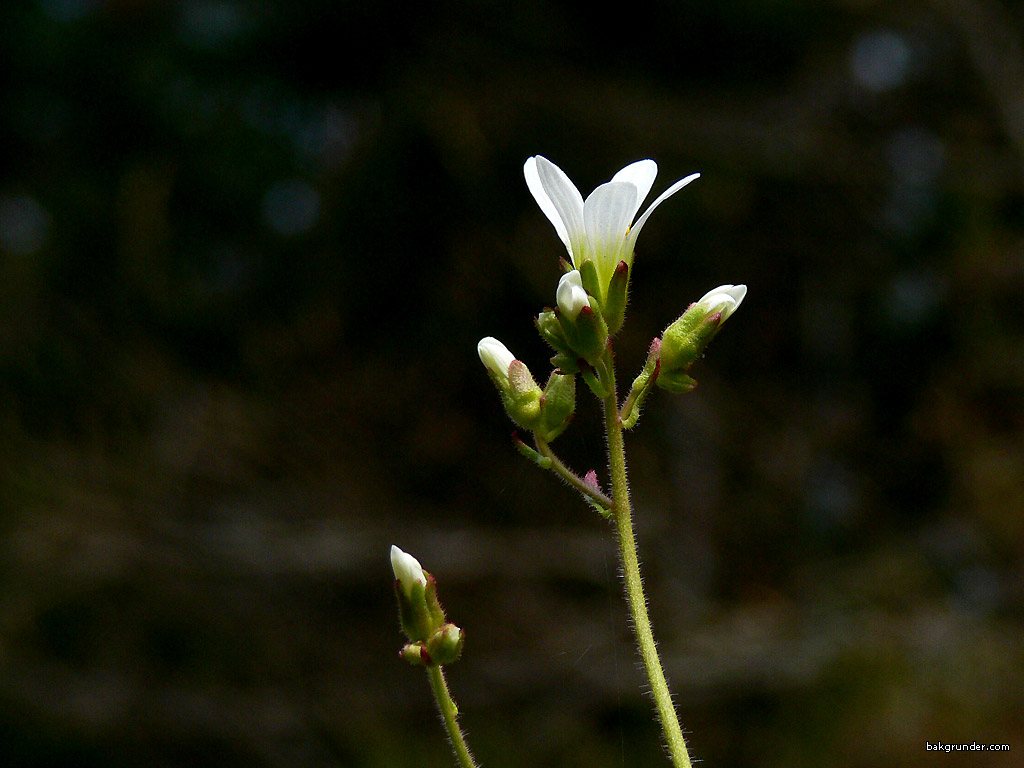 Wallpaper - Skrivbordsunderlägg