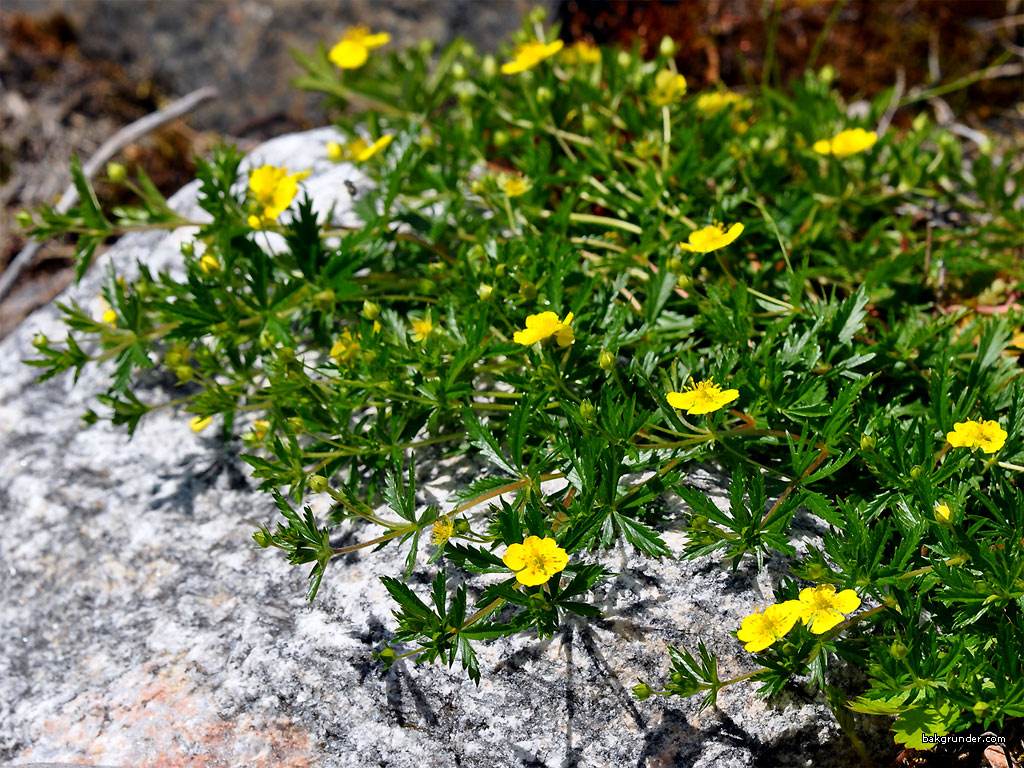 Bakgrundsbilder - Skrivbordsunderlägg