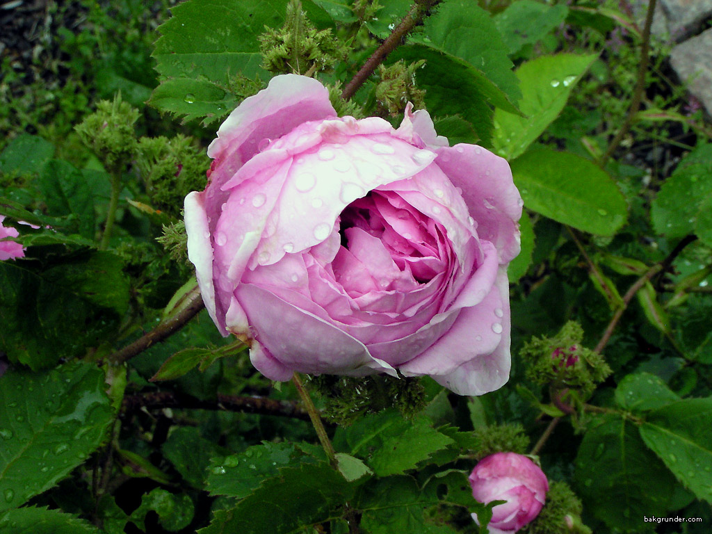 http://www.bakgrunder.com/pub/rosa/bild/rosa-centifolia-cristata.jpg