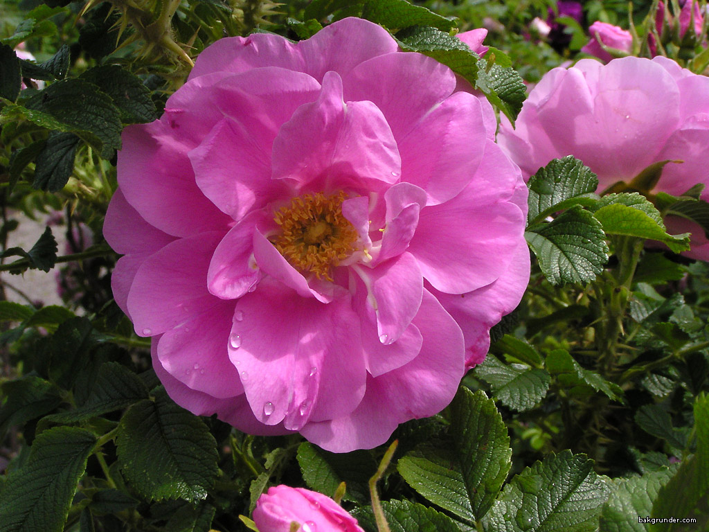 rose rugosa