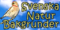 Svenska Natur Bakgrunder - Vykort - Webbgrafik - Skrivbordsunderlägg