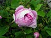 Rosa Centifolia Cristata
