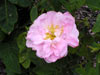 Rosa Damascena Celsiana