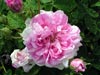 Rosa Damascena Ispahan