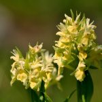 Adam och Eva Dactylorhiza latifolia