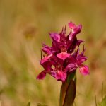 Adam och Eva Dactylorhiza latifolia