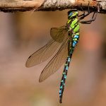 Blågrön mosaikslända Aeshna cyanea