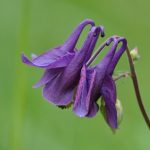 Akleja Aquilegia vulgaris