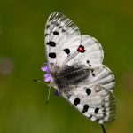 Apollofjäril Parnassius apollo