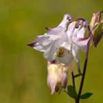 Akleja Aquilegia vulgaris