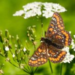 Asknätfjäril Euphydryas maturna