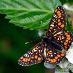 Asknätfjäril Euphydryas maturna