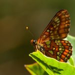 Asknätfjäril Euphydryas maturna