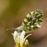 Aurorafjäril Anthocharis cardamines