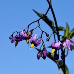 Besksöta Solanum dulcamara