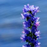 Blåeld Echium vulgare