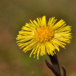 tussilago farfara