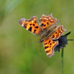 Vinbärsfuks Polygonia c-album