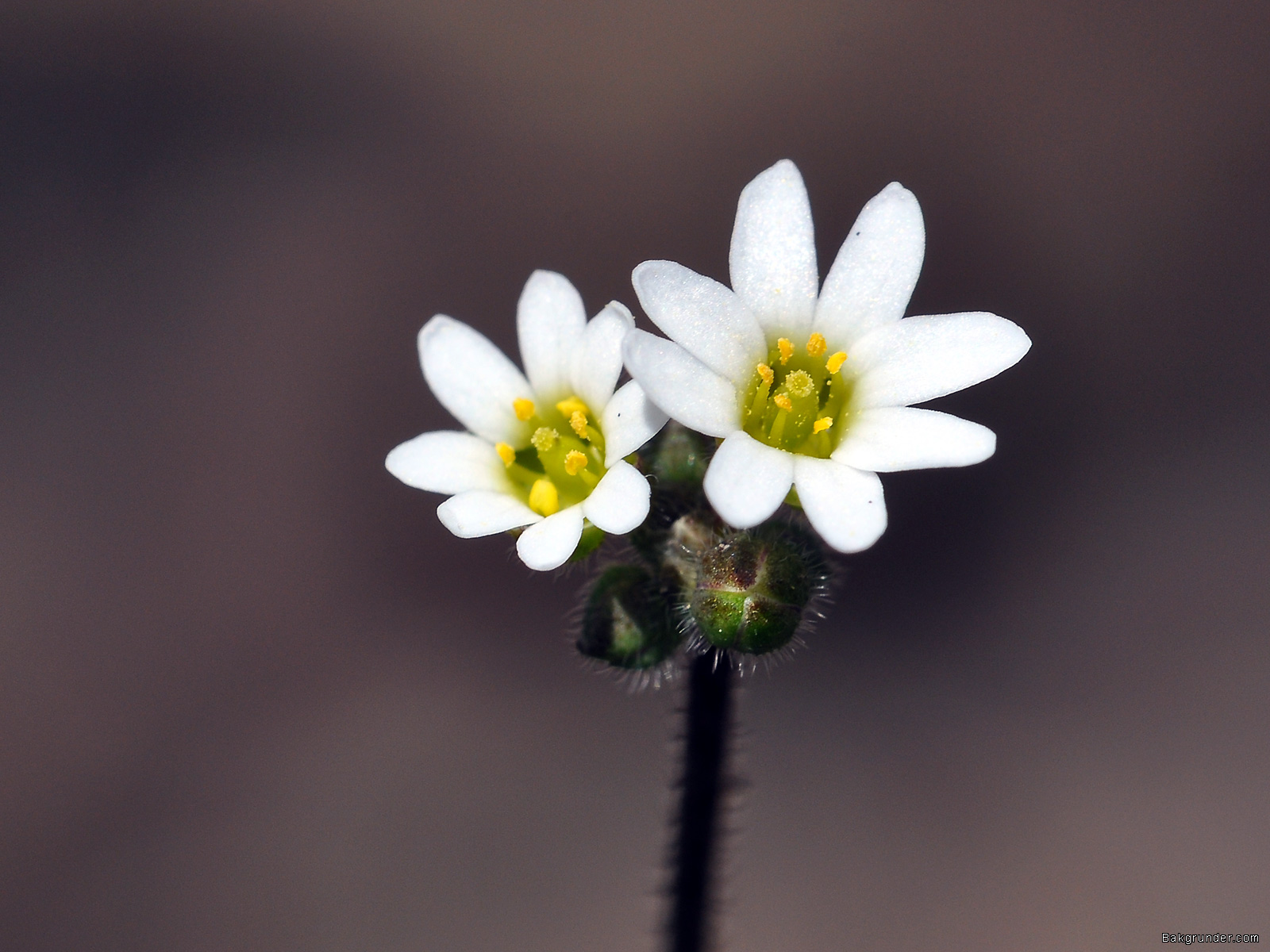 White flowers wallpaper