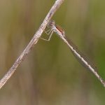 Vinterflickslända Sympecma fusca