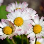 Tusensköna Bellis perennis