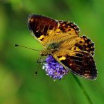 Ängspärlemorfjäril Argynnis aglaja