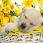 Easter dog