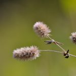 Harklöver Trifolium arvense