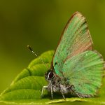 Grönsnabbvinge Callophrys rubi