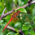 Gulfläckad ängstrollslända Sympetrum flaveolum