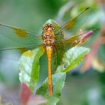 Gulfläckad ängstrollslända Sympetrum flaveolum