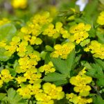 Gullpudra Chrysosplenium alternifolium