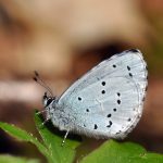 Tosteblåvinge Celastrina argiolus