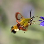 Humledagsvärmare Hemaris fuciformis