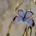 Hedblåvinge Plebejus idas