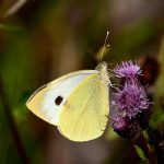 Kålfjäril Pieris brassicae