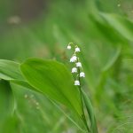 Liljekonvalj Convallaria majalis