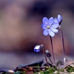 Blåsippa Hepatica nobilis Schreb