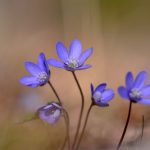 Blåsippa Hepatica nobilis Schreb