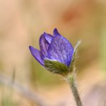 Blåsippa Hepatica nobilis Schreb