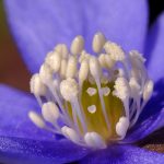 Blåsippa Hepatica nobilis Schreb