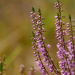 Ljung Calluna vulgaris