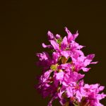 Fackelblomster Lythrum salicaria