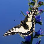 Makaonfjäril Papilio machaon