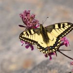 Makaonfjäril Papilio machaon