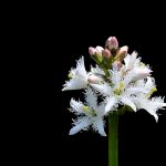 Vattenklöver Menyanthes trifoliata