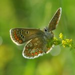 Midsommarblåvinge Aricia artaxerxes