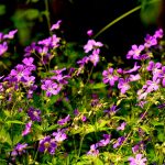 Midsommarblomster Geranium sylvaticum