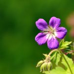 Midsommarblomster Geranium sylvaticum